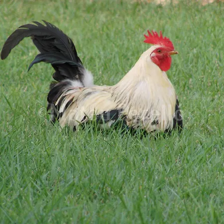 Santa Eulalia Can Picafort (Mallorca)