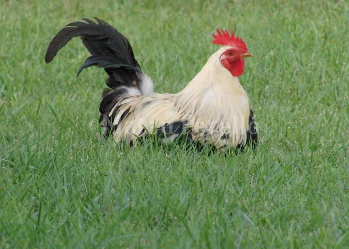 Santa Eulalia Can Picafort